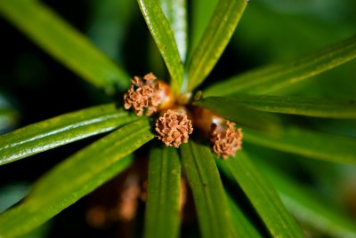 Taxus cuspidata - tis japonský - pupen rašící